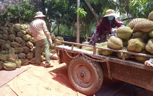 Đắk Lắk: Giá sầu riêng đạt trên 40.000 đồng/kg và đang tăng dần 