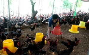 Đồng Nai: Giá gà ta thả vườn tăng vọt, vì sao làng nuôi gà ta nổi tiếng ở đây vẫn “treo” chuồng?