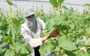 Hà Nội: Ứng dụng công nghệ cao, hội viên nông dân tăng thu nhập