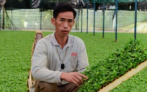 Nông dân Việt Nam đầu tiên ươm cây giống hóa cúc xuất khẩu sang Hàn Quốc là ở tỉnh nào?