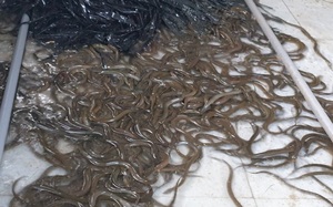 Phú Yên: Nuôi lươn không bùn dày đặc trong bể lát gạch men, anh trai làng giàu hẳn lên