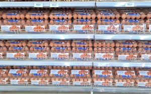 Loại trứng từ gà giống được nhập khẩu từ Anh, Úc ngon cỡ nào mà mỗi ngày bán cả hàng trăm nghìn quả?