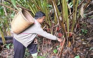 Người Mông ở Sơn La trồng loại cây chỉ cho quả dưới gốc mà nhà nào nhà nấy giàu lên trông thấy