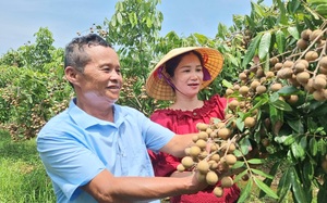 Bôn ba khắp nơi, lão nông về quê chinh phục vùng &quot;đất khó&quot; thành trang trại bạc tỷ