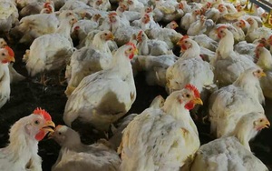 Giá gia cầm hôm nay 13/8: Giá gà công nghiệp có xu hướng giảm, gà ta bán tại chợ giá cao