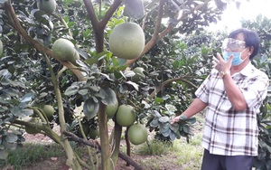 Bà Rịa – Vũng Tàu: Hội Nông dân giúp nông dân tiêu thụ bưởi da xanh nghịch vụ, &quot;giải phóng&quot; hơn 200 tấn