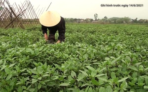 Video: Hiệu quả trồng rau gia vị trên đất Nam Đàn 