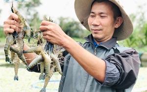 Lạ mà hay: Anh nông dân Quảng Ngãi nuôi tôm càng xanh trong bể xi măng