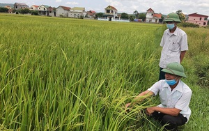 Quảng Bình: &quot;Lúa 2 tầng&quot; là lúa gì, vì sao lúa này xuất hiện trên đồng nông dân ở đây lại lo sốt vó?