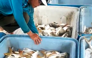 Bà Rịa-Vũng Tàu: Nông dân khốn khổ “ôm” 400 tấn cá đặc sản quá lứa, không bán được vì thiếu mỗi giấy này
