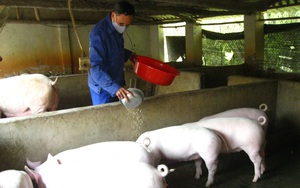 Giá lợn hơi giảm, có trang trại tồn hàng phải nuôi &quot;báo cô&quot; hàng chục nghìn con