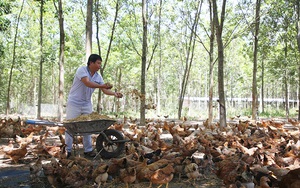 Anh nông dân Quảng Trị trở thành tỷ phú nhờ nuôi "lung tung" đủ loại gà, vịt, heo theo cách này