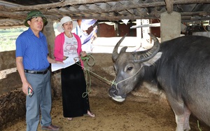 Lấy sức dân để lo cho dân ở Ngọc Chiến: Kỳ 2 - Chăn nuôi trên 4.500 con trâu, bò nhốt chuồng làm hàng hóa