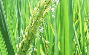 Những biện pháp phòng trừ bệnh hại lúa giai đoạn nuôi đòng