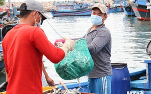 Ninh Thuận: Ngư dân trúng đậm vụ cá nam, có ghe sau 1 đêm ra biển bắt được 400-500 giỏ cá, lời 40 triệu