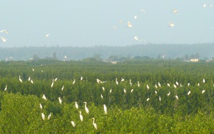 Điều ít biết khu rừng mọc dưới nước ở tỉnh Bình Định, chim cò về đậu trắng cả vùng