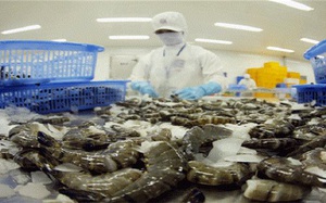Xuất khẩu tôm Việt Nam bị đảo lộn vì dịch bệnh