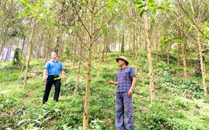 Tuyên Quang: Chi Hội trưởng nông dân thôn Cây Thông làm kinh tế giỏi, hết lòng với hội viên