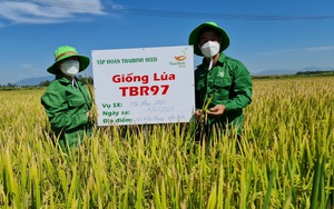 Giống lúa này có ưu điểm gì vượt trội mà nông dân Quảng Nam mê tít?