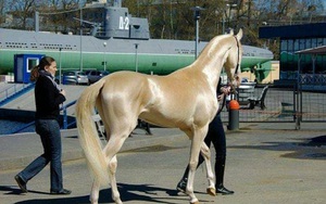Trung Quốc: Bỏ 300 triệu USD mua ngựa quý huyền thoại "mồ hôi như máu"