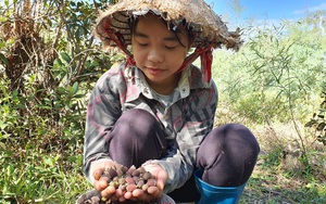 Thanh Hóa: Lên núi hái quả "thần dược" bé xíu về bán cho thương lái, bao nhiêu cũng hết nhận "tiền tươi"