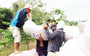 Giá lúa gạo ảm đạm, An Giang công bố giá mua thóc định hướng đảm bảo nông dân có lãi