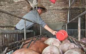 Giá heo hơi hôm nay 2/8: Giá lợn hơi có nơi đạt gần 70.000 đồng/kg, nhiều trang trại vẫn có lãi khá