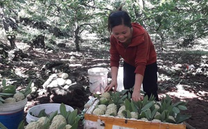Thái Nguyên: Trái na đặc sản La Hiên trồng theo tiêu chuẩn VietGAP chất lượng cao