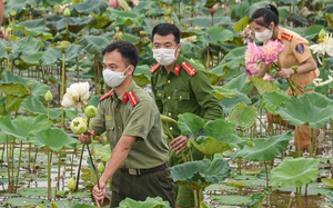 Hà Nội: Hình ảnh đẹp về lực lượng công an lội bùn, đội nắng giúp người dân thu hoạch sen