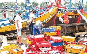 Bình Thuận: Vùng biển dân đánh bắt được toàn cá ngon, gặp thời buổi dịch Covid-19 hoành hành dân bán rẻ chưa từng có 