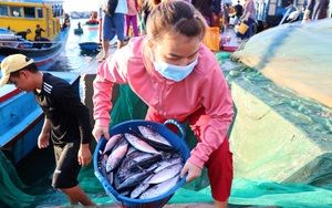 Ngư dân Ninh Thuận bội thu vụ cá Nam, tàu ghe nào từ biển trở về cũng chở vô số hải sản