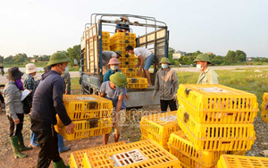 Bắc Giang: Vịt khoang là giống vịt gì mà dân nuôi ra bán rõ đắt nhưng thương lái Lạng Sơn vẫn mua hết sạch?