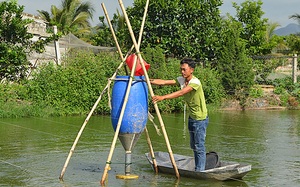 Nam Định: Nuôi loài cá đặc sản ăn được cả thịt lẫn xương, có bao nhiêu thương lái “ôm” hết