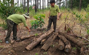 Lâm Đồng: Đề nghị điều tra xử lý nghiêm vụ chống đối, hành hung cán bộ tuần tra, bảo vệ rừng