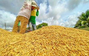 Giá gạo xuất khẩu Việt Nam chạm đáy trong 1,5 năm, nguyên nhân vì sao?