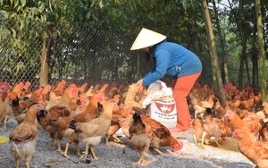 Thừa Thiên-Huế: Bán giúp nông dân hàng nghìn con gà bí đầu ra do dịch Covid-19 