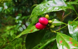 Bình Phước: Thứ rau rừng gọi bằng cái tên gì nghe cũng "kỳ kỳ", trước hái ăn vui miệng, nay trồng thành đặc sản