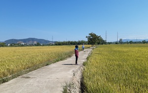 Đà Nẵng: Nông dân thu hoạch lúa thế nào trong thời điểm "ai ở đâu ở yên đó"?