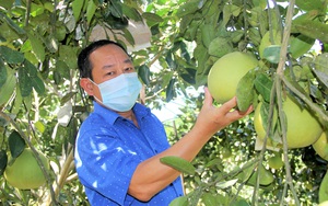 Bưởi Phúc Trạch vào mùa, thương lái vẫn bặt tăm, Hà Tĩnh tính đưa lên "sàn" bán