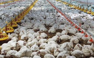 Giá gia cầm hôm nay 25/8: Giá gà công nghiệp miền Bắc mất "đầu 2", gà trắng phía Nam rẻ hơn rau