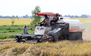 Giá lúa hè thu tăng, nông dân có thêm động lực xuống giống vụ mới