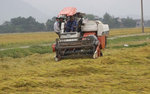Covid-19 Quảng Bình: Đảng ủy 1 xã họp khẩn bàn cách cắt cỏ cho trâu, gặt lúa giúp dân vì giãn cách xã hội