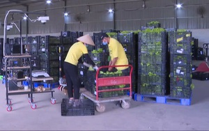 Lâm Đồng tập trung đảm bảo hỗ trợ 200 tấn nông sản mỗi ngày cho TP.HCM