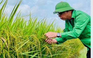 Dự án “Sản xuất lúa bền vững và giảm phát thải khí nhà kính” của ThaiBinh Seed đạt giải nhất  trị giá 750.000 USD