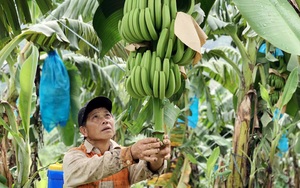 Trung Quốc đột nhiên tạm dừng thu mua loại trái cây này, nông dân Lào Cai, Lai Châu đứng ngồi không yên