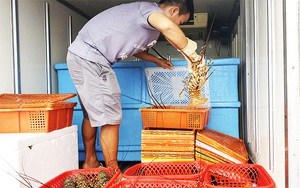 Covid-19 Khánh Hòa: Xót xa nuôi tôm thời rớt giá, nông dân giàu dễ tái nghèo &quot;như chơi&quot;