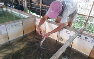 Phú Yên: Nuôi lươn trong bể xi măng, sau 8 tháng bắt bán toàn con to, nhà nông khá giả hẳn lên