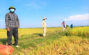 Nghệ An: Lập tổ tình nguyện gặt lúa cho nông dân vùng giãn cách chỉ thị 16, mang về tận nhà