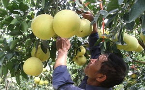 Loại quả đặc sản được coi là "đệ nhất danh bưởi" nổi tiếng ở Hà Tĩnh chính thức vào vụ thu hoạch