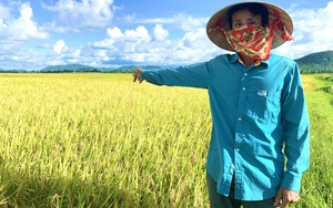 Quảng Bình: Nông dân Ba Đồn phấn khởi, bất ngờ với giống lúa DV108, đến ngày thu hoạch đạt hơn 60 tạ/ha